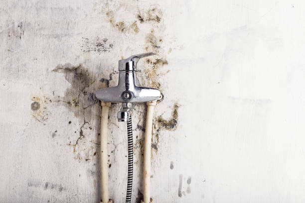 Best Mold Removal Process  in Benton, AR