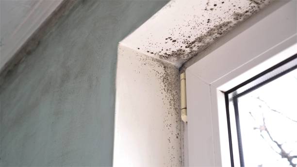 Best Mold Remediation  in Benton, AR