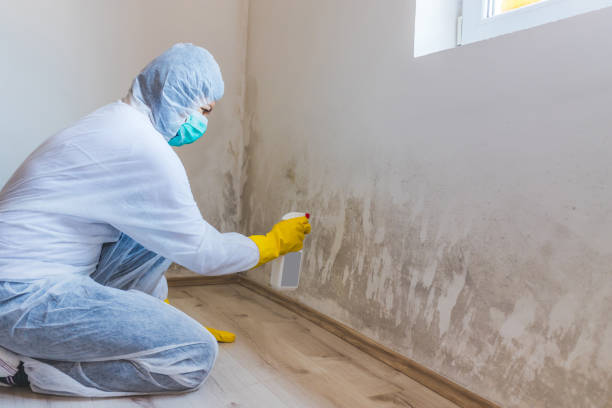 Mold Removal Process in Benton, AR