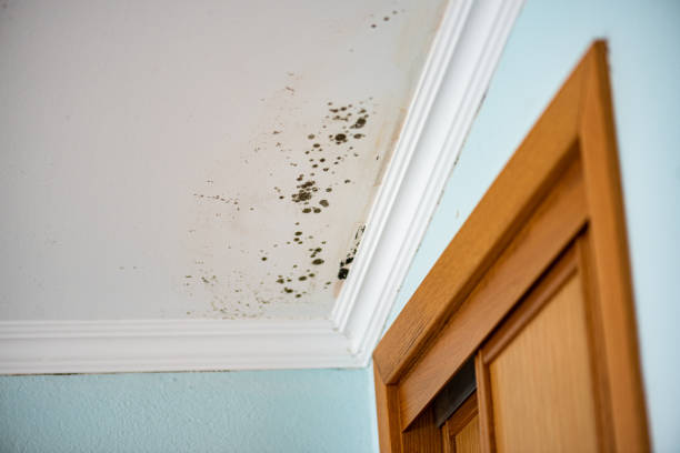 Best Mold Damage Repair  in Benton, AR