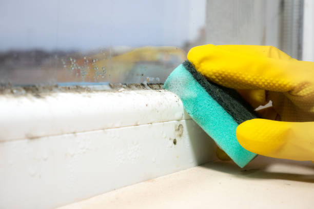 Home Mold Removal in Benton, AR