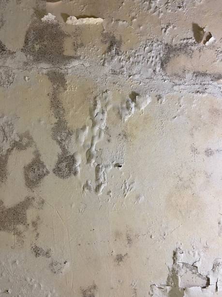 Best Commercial Mold Removal  in Benton, AR