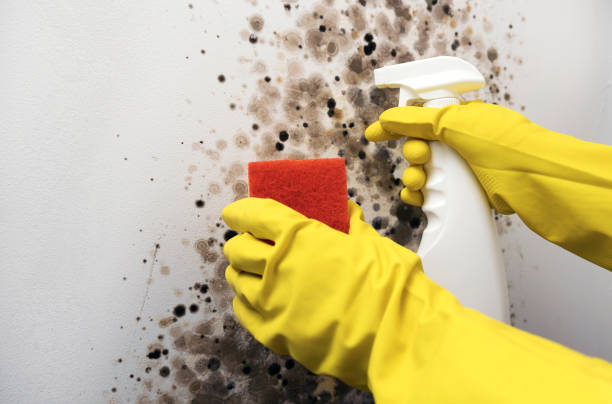 Best Fast Mold Removal  in Benton, AR