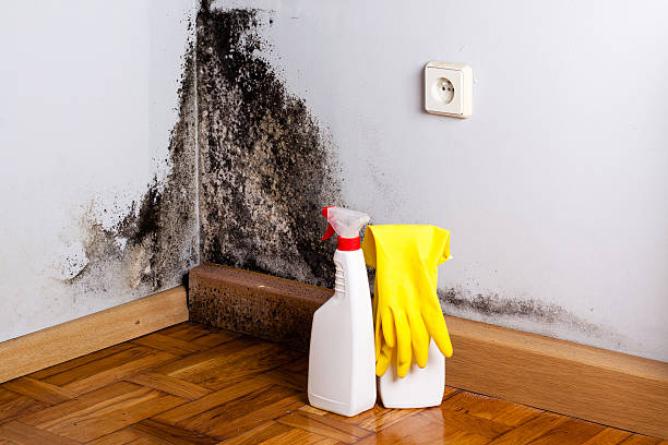 Best Attic Mold Removal  in Benton, AR