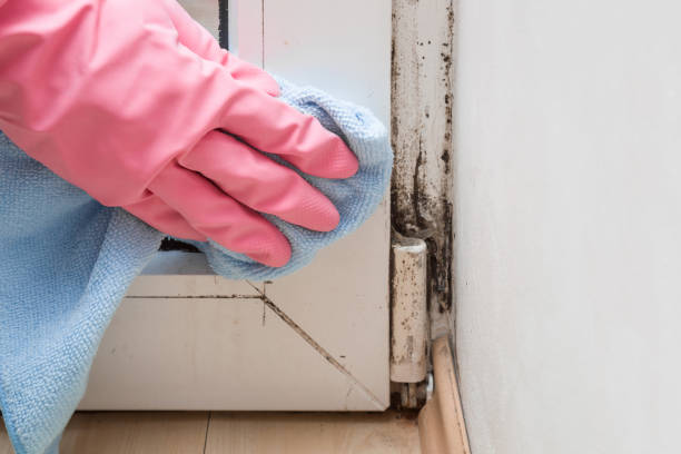Best Black Mold Removal  in Benton, AR